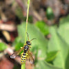Weevil wasp (male)