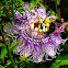 Passion Flower and Honey Bee