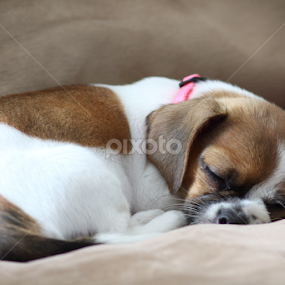 Puppy Nap by Brian Robinson - Animals - Dogs Puppies