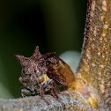 Tri-horned Treehopper