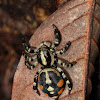 Spotted Phiale Jumping Spider