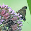 Three-spotted Skipper Butterfly