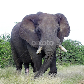 Elephant by Piet  Grobler - Animals Other Mammals