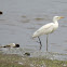 Little Blue Heron (juvenile)