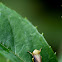 葉蟬Draeculacephala crassicornis