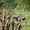 African Harrier-Hawk