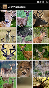 Deer Wallpapers(圖2)-速報App