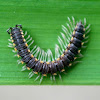 Millipede, Singsing Pari