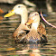 Mottled Duck