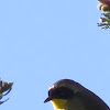 Common yellowthroat warbler