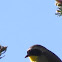 Common yellowthroat warbler
