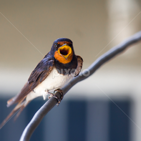 beautiful bird singing  by Mustafa Gulzari - Animals Birds