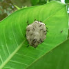 Paper Wasp Nest