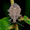 Four Humped Stink Bug