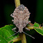 Four Humped Stink Bug