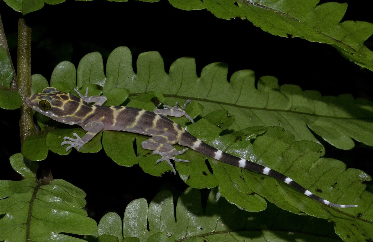 Peters' forest Gecko