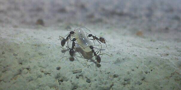 Small Black Ants