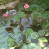 Hearty water Lilly. 