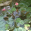Hearty water Lilly. 