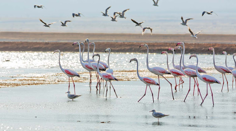 Flamingos in the Negev Desert, Israel.