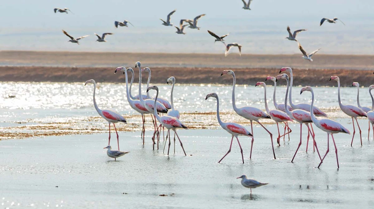 flamingo-negev-desert-Israel - Flamingos in the Negev Desert, Israel.