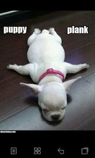 Funny Animal Pics(圖3)-速報App
