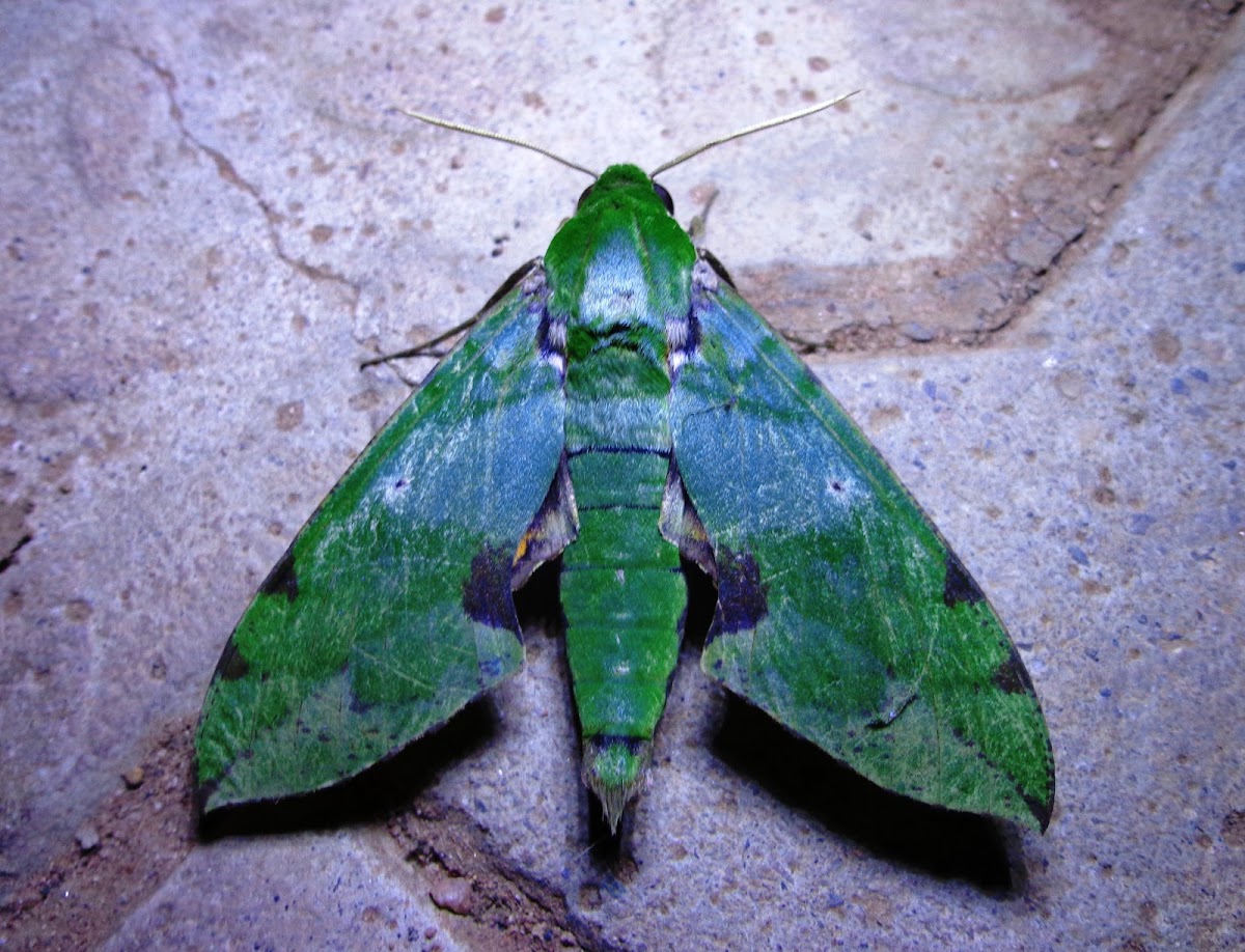 Verdant hawk moth
