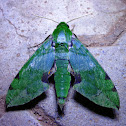Verdant hawk moth