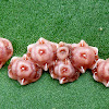 Pink Wax Scale