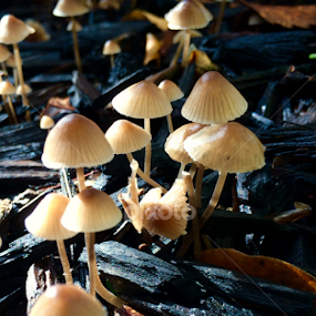 Mushrooms  by Ben Liu - Novices Only Flowers & Plants