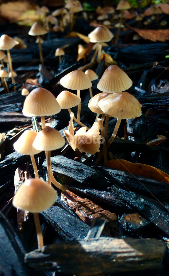 Mushrooms  by Ben Liu - Novices Only Flowers & Plants
