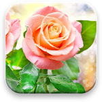 Cover Image of डाउनलोड गुलाब लाइव वॉलपेपर 1.0.8 APK