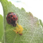 Asian Ladybug with eggs