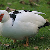 The Muscovy Duck 