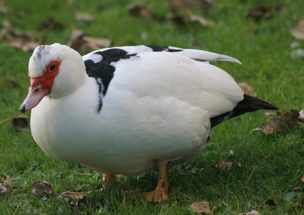 The Muscovy Duck 