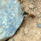 Mining Bee ( Male)
