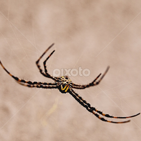 Common Spider by Ndang Chun - Animals Insects & Spiders