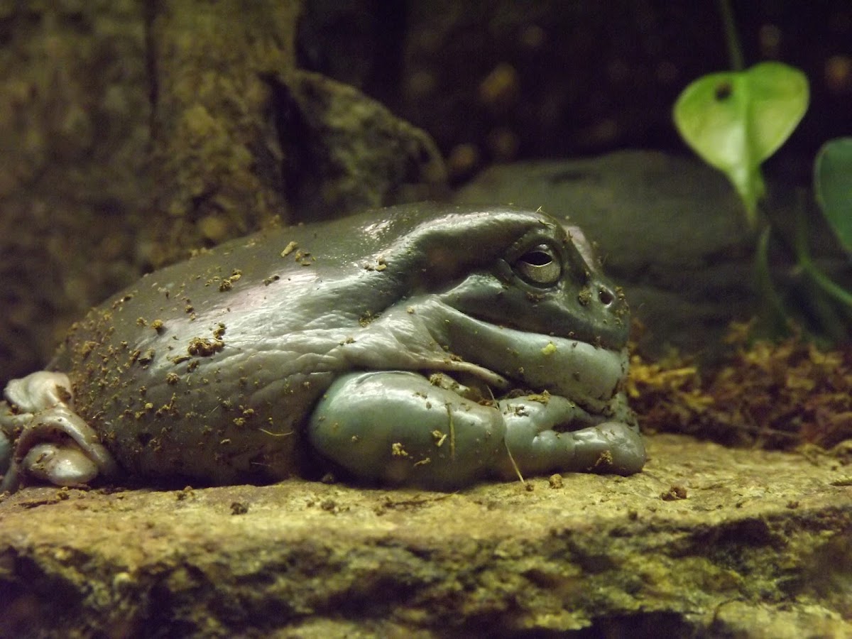 Giant Tree Frog