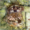 Hermit crab's anemone