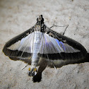 Melonworm Moth