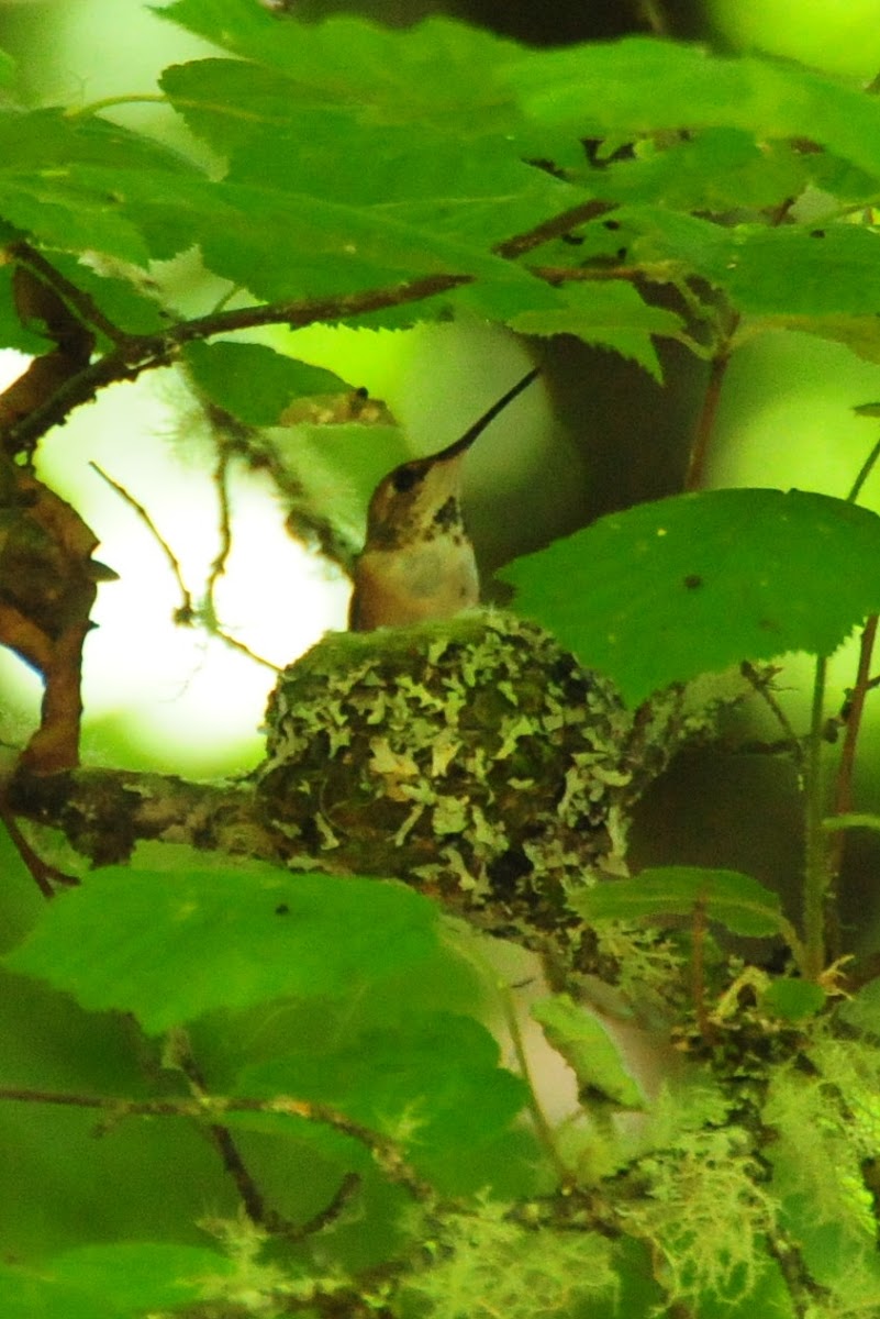 Hummingbird in nest