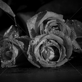 ROSES B&W by Monzur Sazid Ahmed - Black & White Flowers & Plants