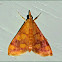 Perilla Leaf Moth