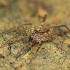 Wolf Spider (Male)