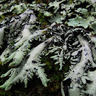 Lichen