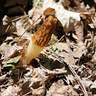 Yellow Morel