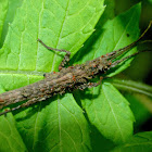 Toothpick grasshopper (& mites)
