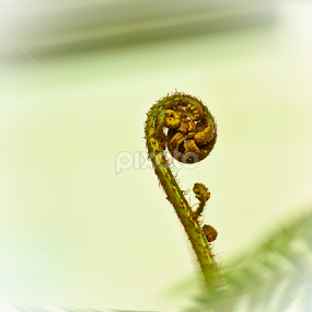 pakis by Justani Joni - Flowers Flowers in the Wild