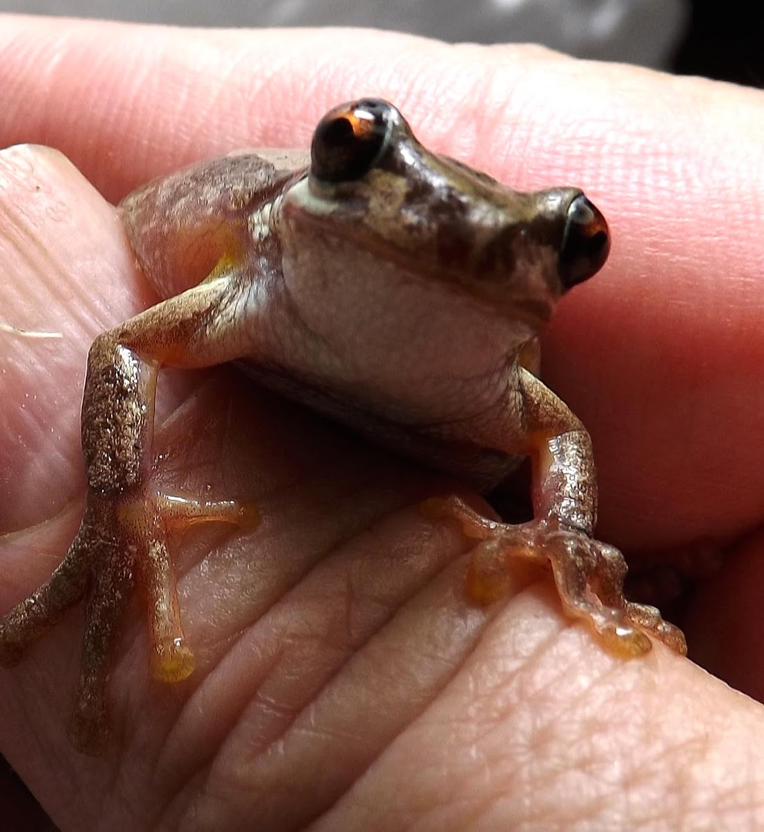 Bleating Tree Frog