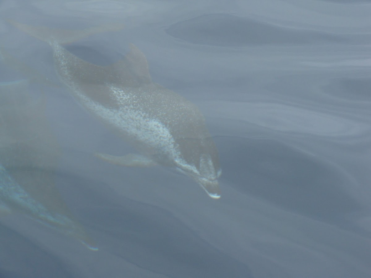 Golfinho-pintado (atlantic spotted dolphin)
